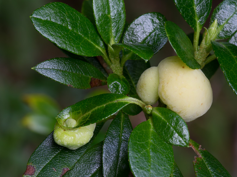 Exobasidium rhododendri